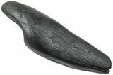 Fossil Sperm Whale (Scaldicetus) Tooth - South Carolina #231874-1